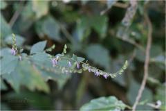 Pogostemon paniculatus